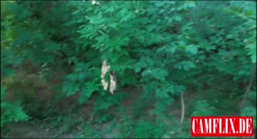 Смазливая брюнетка сосет хер своему парню в лесу 